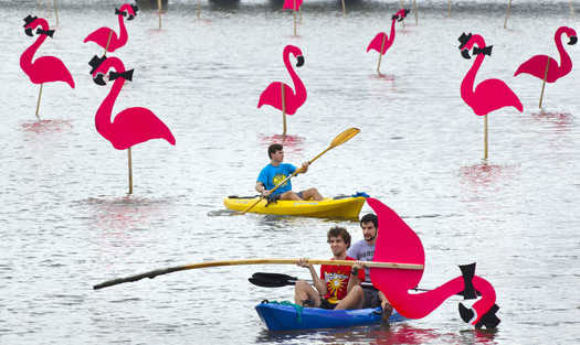 flamingos